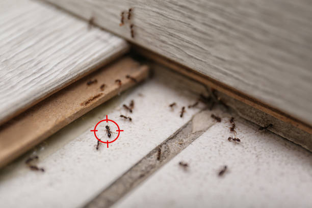 Best Affordable Pest Control Services  in Waite Park, MN