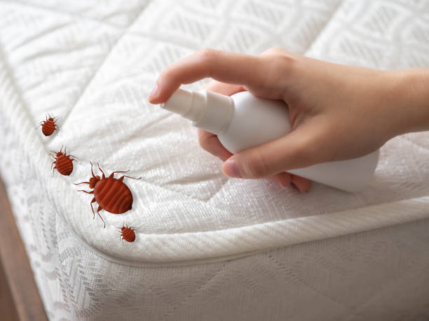 Best Wasp Removal Services  in Waite Park, MN